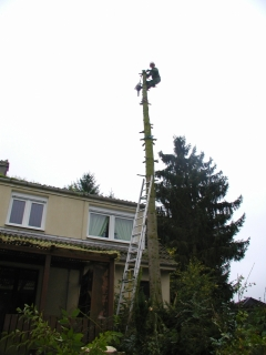baum_ohne_stamm