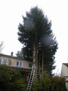 baum_am_gebaeude baum_am_gebaeude