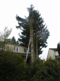 baum_ohne_krone baum_ohne_krone